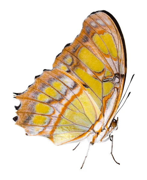 Színes pillangó, elszigetelt fehér background vágógörbével — Stock Fotó