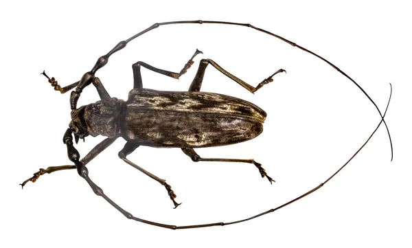 Kever batocera wallacei in frame geïsoleerd op witte achtergrond — Stockfoto