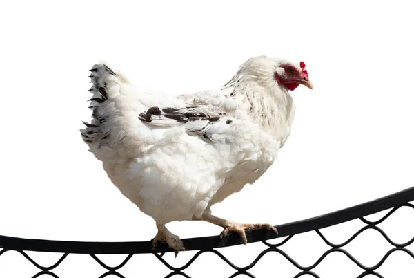 Joven gallina blanca aislada sobre fondo blanco — Foto de Stock