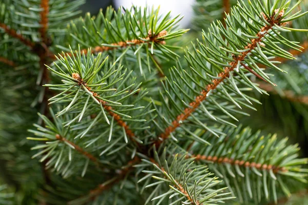 Gröna taggiga grenar av ett hårträd eller en tall — Stockfoto