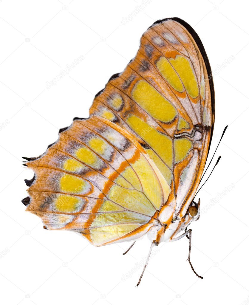 Color butterfly, isolated on white background with clipping path