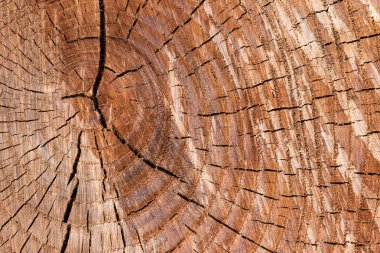 ahşap günlükleri doku. Şık ahşap arka plan