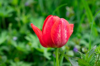 Kırmızı güzel Lale alan güneş ışığı, çiçek ile bahar zamanında 