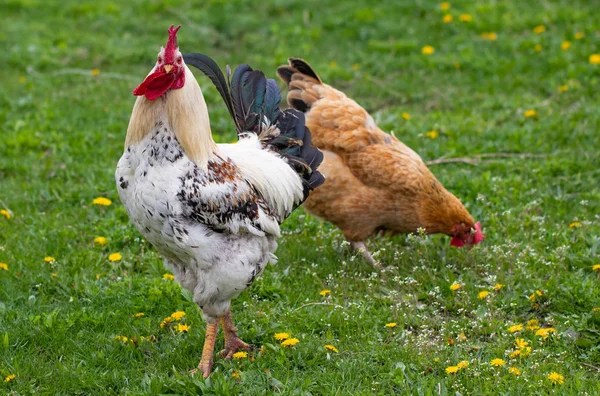 Mooie zwart-wit haan met een rode Crest, pluimvee werf, boerderij — Stockfoto