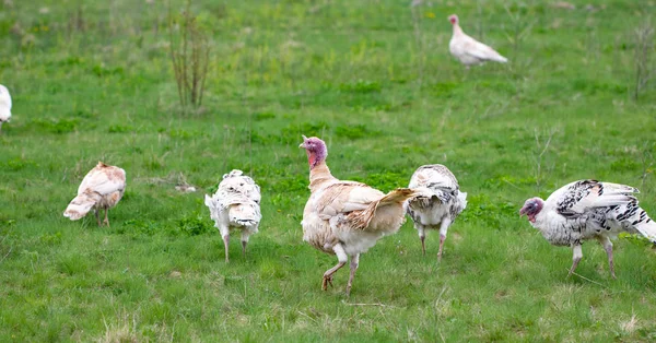 Krůtí v trávě. Domácí pták. Hejno krůt — Stock fotografie