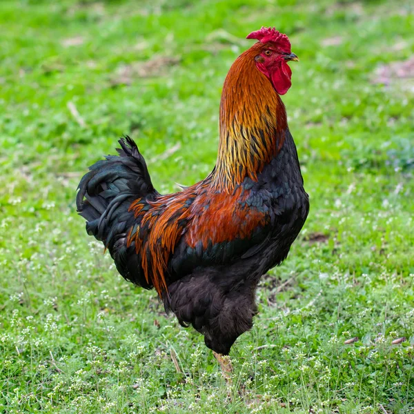 Hermosa polla negro-rojo con una cresta roja, corral, granja — Foto de Stock