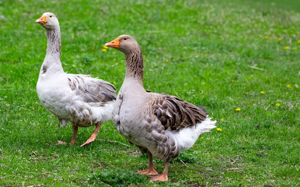 Liba a fűben. Hazai madár. Flock a liba. Fehér libák — Stock Fotó