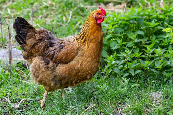 Hen and green grass - free range chicken Stock Photo
