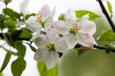 çiçek açan elma ağacı dalı, elma ağacının beyaz çiçekleri
