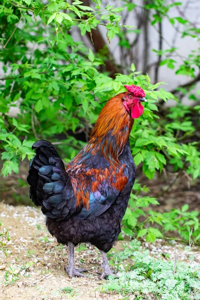 Poule et herbe verte - poulet de plein air — Photo