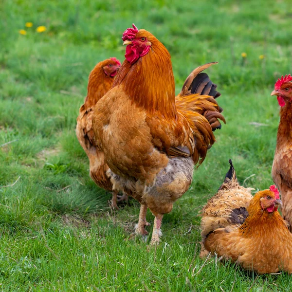 Курица и зеленая трава - курица бесплатно — стоковое фото