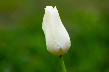 Yeşil arka planda beyaz bir lale