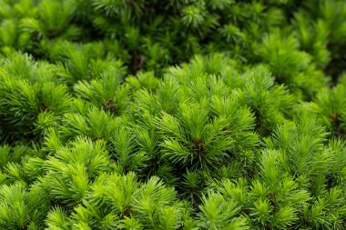 bir kürk ağacı veya çam arka plan yeşil dikenli dalları