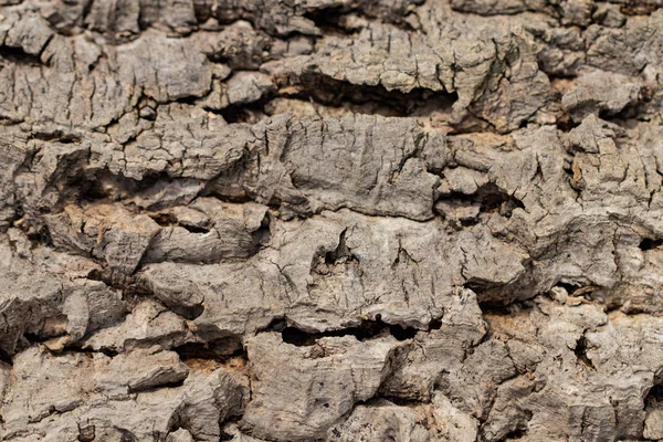 Старовинна текстура дерев'яної кори крупним планом — стокове фото