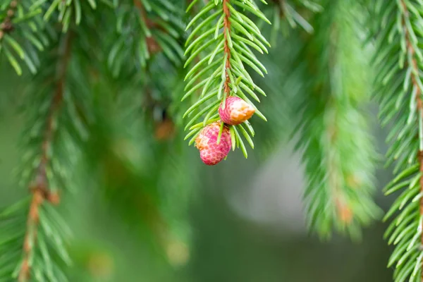 Sfondo verde rami spinosi di un albero di pelo o pino — Foto Stock