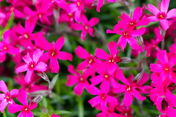 庭のロベリアの花、ピンクのロベリアの花(ロベリアエリ — ストック写真