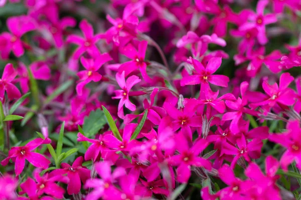 庭のロベリアの花、ピンクのロベリアの花(ロベリアエリ — ストック写真