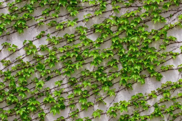 緑を葉します。緑の葉の壁のテクスチャ。夏の背景 — ストック写真