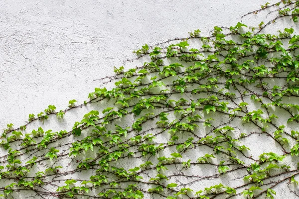 Πράσινα φύλλα. Πράσινα φύλλα τοίχο υφή. Καλοκαιρινό φόντο — Φωτογραφία Αρχείου