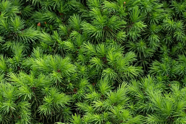 Achtergrond groen stekelig takken van een bont-boom of Pine — Stockfoto