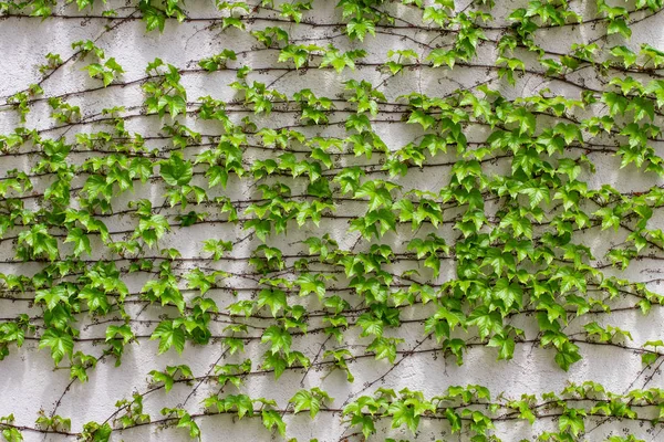 Hojas verdes.Hojas verdes textura de pared. Fondo de verano — Foto de Stock