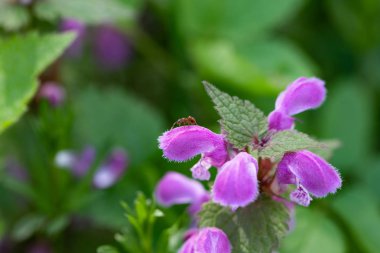 Doğal çiçek açan Kırmızı ölü ısırgan (Lamium purpureum)