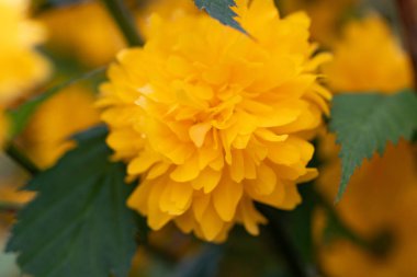 Baharda sarı çiçeklerile Kerria güzel çalı