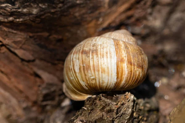 Velký hlemýždi ve skořápce v zahradě na kmeni stromu — Stock fotografie