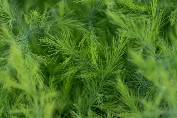 Grüne saftige Blätter als sommerlicher Hintergrund, Landschaftsgestaltung — Stockfoto