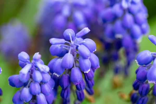 Primer plano de flores de jacinto de uva Muscari en primavera —  Fotos de Stock