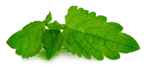 Folha verde fresca de melissa isolada sobre fundo branco — Fotografia de Stock