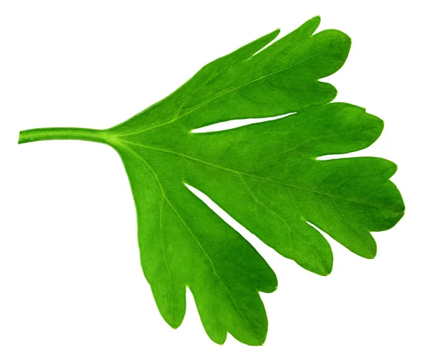 Φύλλα φρέσκου μαϊντανό απομονωμένα σε λευκό φόντο. Μακροεντολή — Φωτογραφία Αρχείου