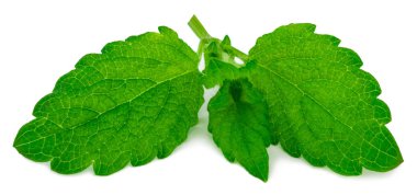 melissa, taze yaprak yeşil beyaz zemin üzerine izole