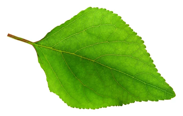 Hoja de albaricoque aislada sobre fondo blanco —  Fotos de Stock