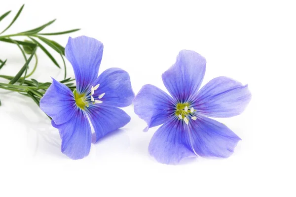 Flax blue flowers isolated on white background Royalty Free Stock Photos