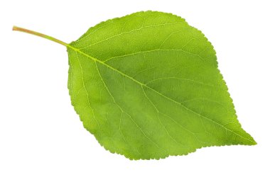Kayısı yaprağı beyaz arkaplanda izole edilmiş