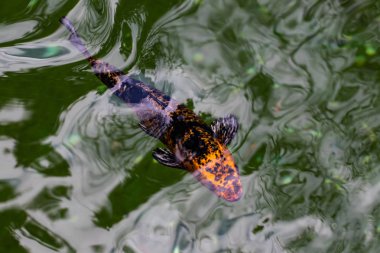 Renkli büyüleyici Koi Carp Balıklar gölet hareket. Sazan balıkları s