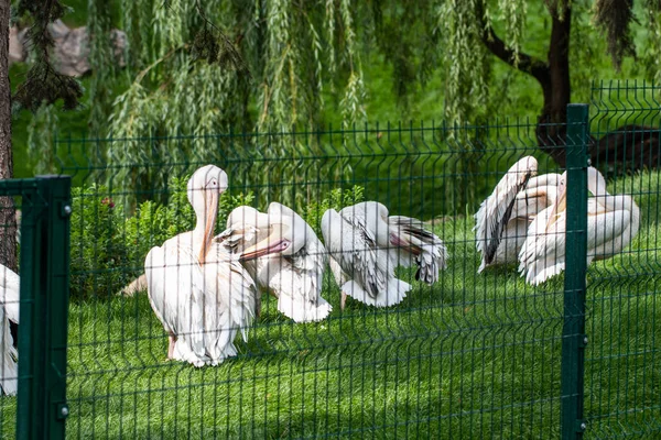 Grande pelicano branco, Pelecanus onocrotalus também conhecido como o eas — Fotografia de Stock