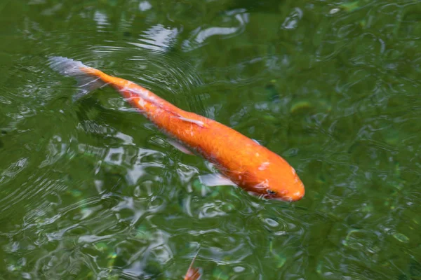Colourful charming Koi Carp Fishes moving in pond. Carp fishes s
