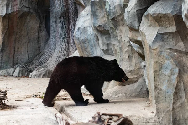 Um grande urso negro no jardim zoológico — Fotografia de Stock