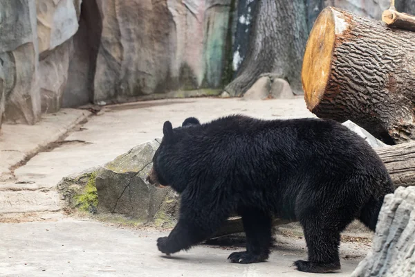 Большой черный медведь в зоопарке — стоковое фото