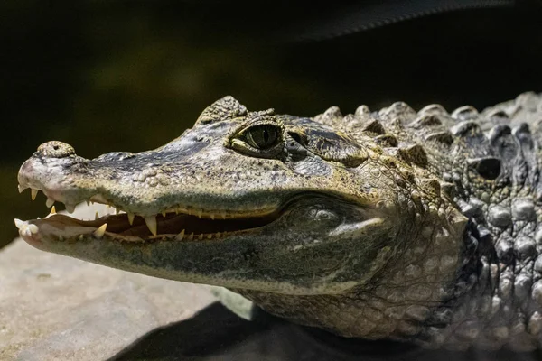 Acercamiento Alligator o cocodrilo sonríe y muestra sus dientes —  Fotos de Stock