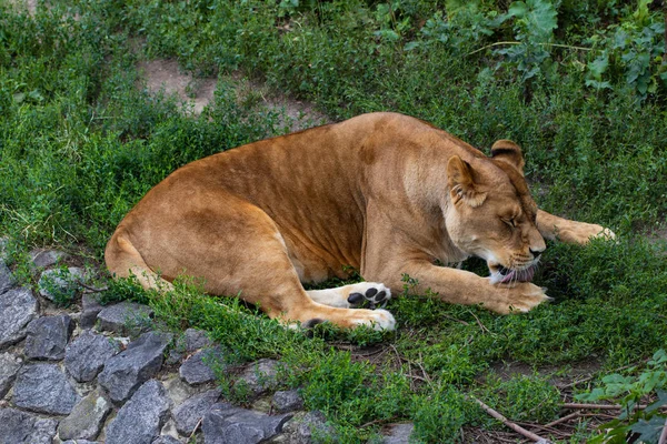 Schöne Löwin, vor dem Hintergrund grüner Bäume im Zoo — Stockfoto