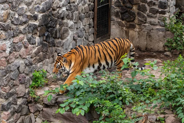 動物園の緑の木を背景に美しい虎、 ロイヤリティフリーのストック写真