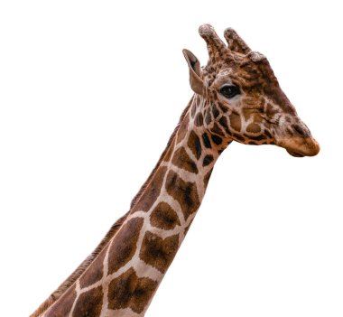 kırpma yolu ile beyaz arka plan üzerinde zürafa izole