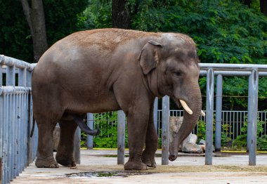 fil, hayvanat bahçesinde yeşil ağaçların arka planda
