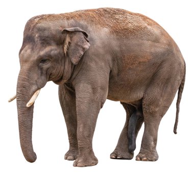 Fil beyaz arka planda izole edilmiş. Kırpma yolu ile