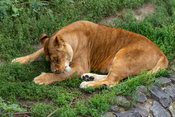 Szép oroszlán, a háttérben a zöld fák az állatkertben — Stock Fotó