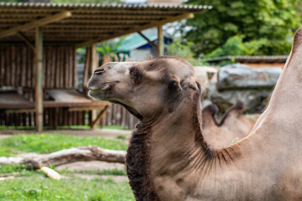 camel close up in zoo. sunny summer day