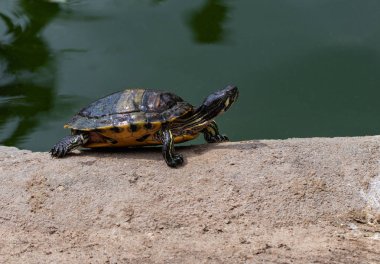 Portre güzel turtle kum yakın - up